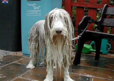 wet doggie.jpg